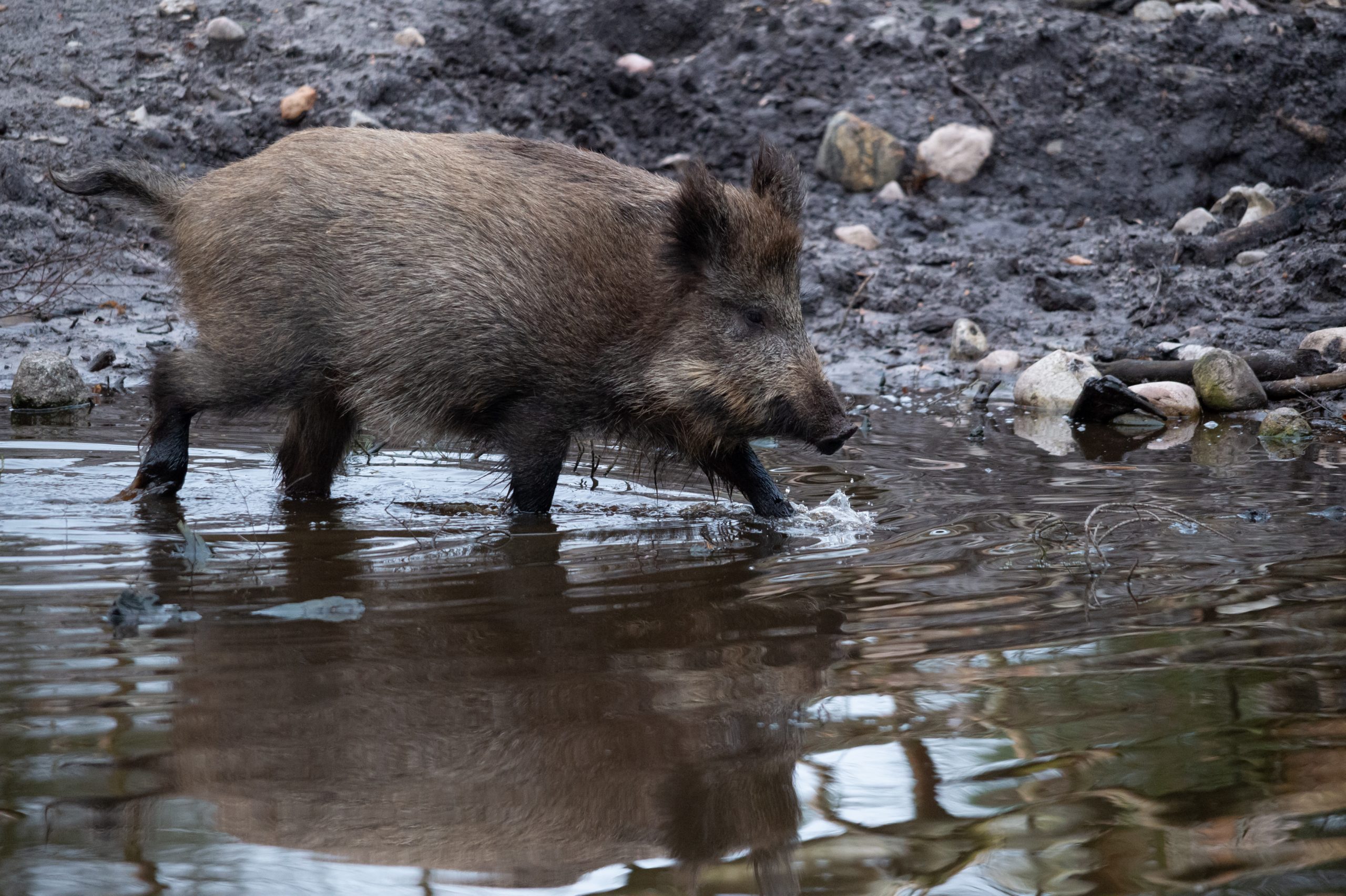 Ein Wildschwein läuft an einem Gewässer im Wildgehege im Klövensteen entlang.