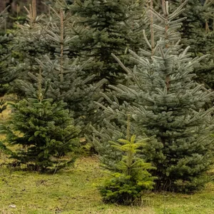 Weihnachtsbäume
