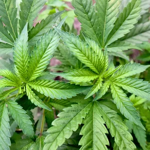 Ein Mieter hinterließ fünf Cannabis-Pflanzen in der Wohnung, aus der er auszog. (Symbolbild)