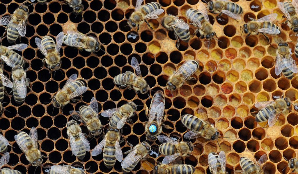 Bei einem Hamburger Bienenvolk ist die amerikanische Faulbrut ausgebrochen. Die Stadt richtet einen Sperrbezirk ein.