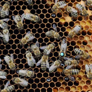 Bei einem Hamburger Bienenvolk ist die amerikanische Faulbrut ausgebrochen. Die Stadt richtet einen Sperrbezirk ein.