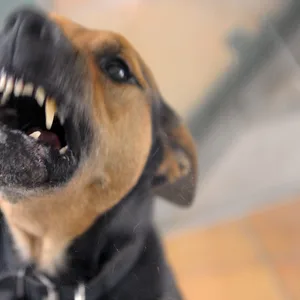 Bellender Hund.