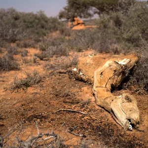 Dürre in Afrika