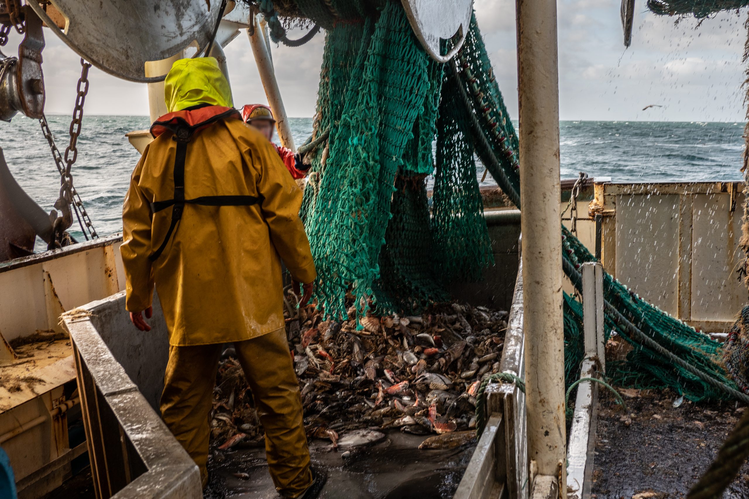 Fischer laden kiloweise Beifang in ein Auffangbecken an Bord ihres Kutters.