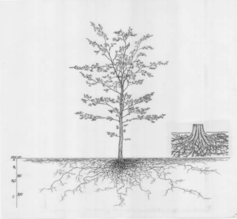 Die Illustration einer Hainbuche zeigt das gewaltige Wurzelwerk des Baums unter dem Boden.