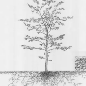 Die Illustration einer Hainbuche zeigt das gewaltige Wurzelwerk des Baums unter dem Boden.