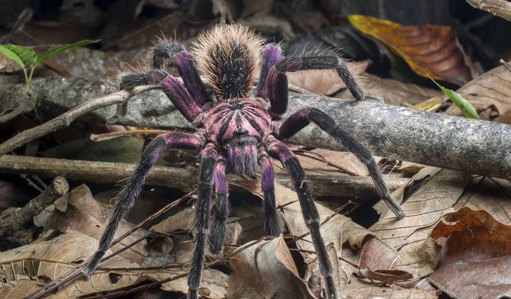Die in Georgsmarienhütte gefundende Spinne könnte aus Kolumbien stammen – so wie diese Kleinere Kolumbianische Riesenvogelspinne.