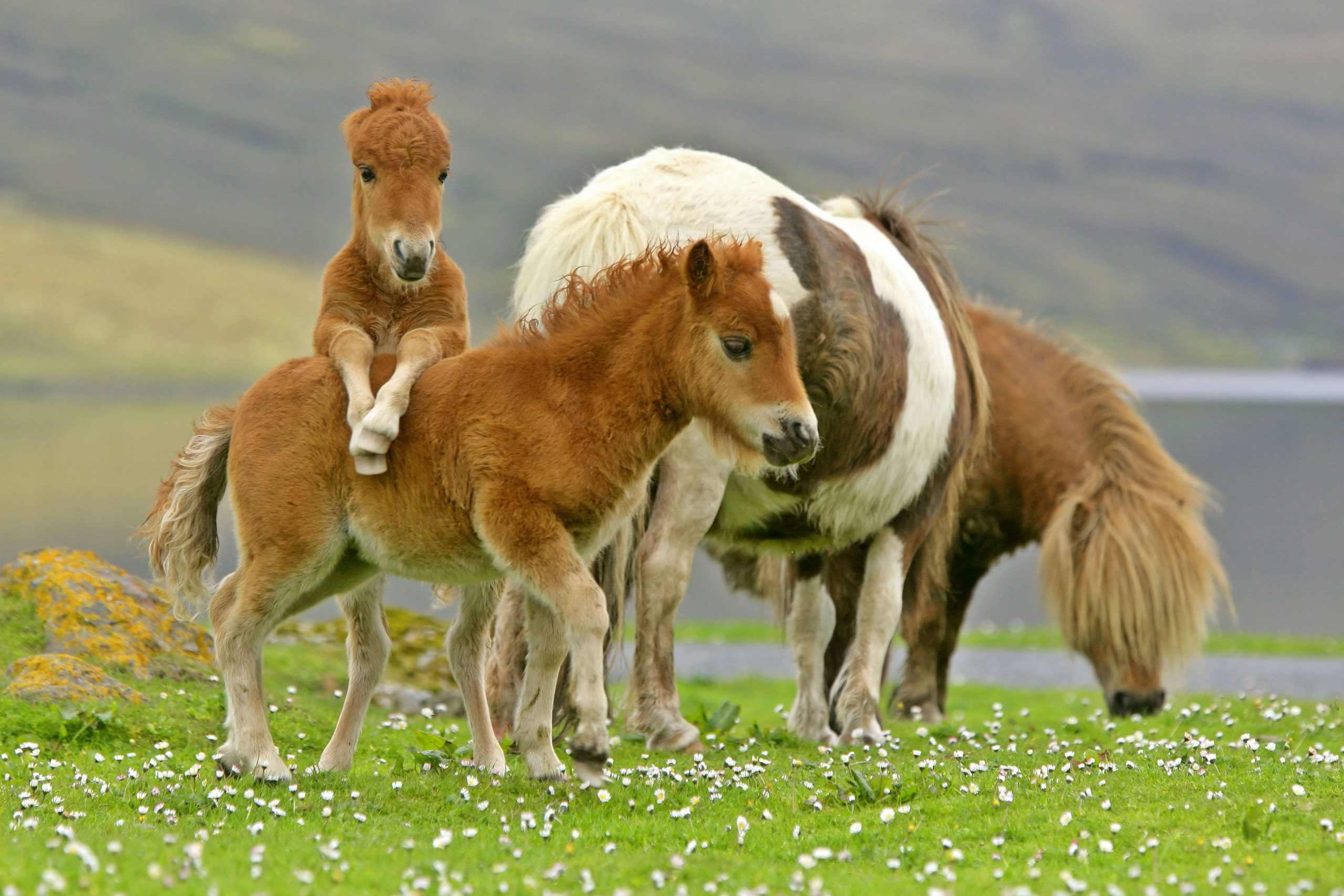 Shetland Ponys auf einer Weide