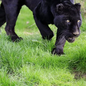 Panther