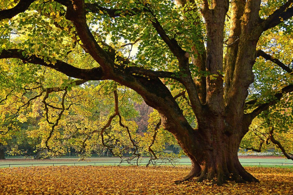 Der Bergahorn im Altonaer Hirschpark ist im Jahr 2020 als Nationalerbe ausgezeichnet worden.