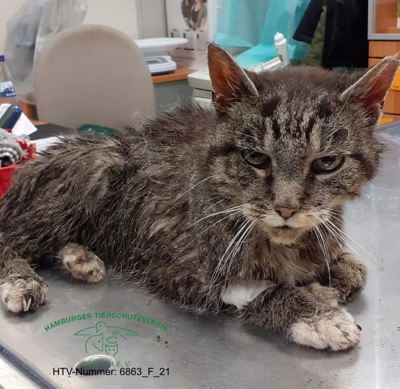 Für diese Katze kam die Hilfe des HTV zu spät. Sie ist mittlerweile gestorben.