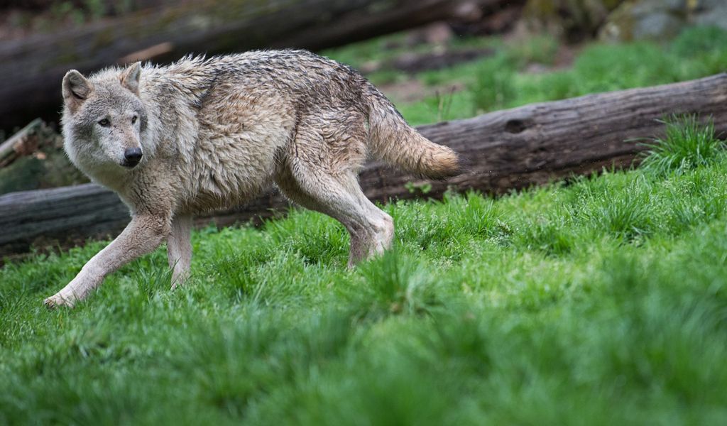Im Landkreis Uelzen in Niedersachsen wurde ein mutmaßlich illegal erschossener Wolf gefunden. (Symbolbild)