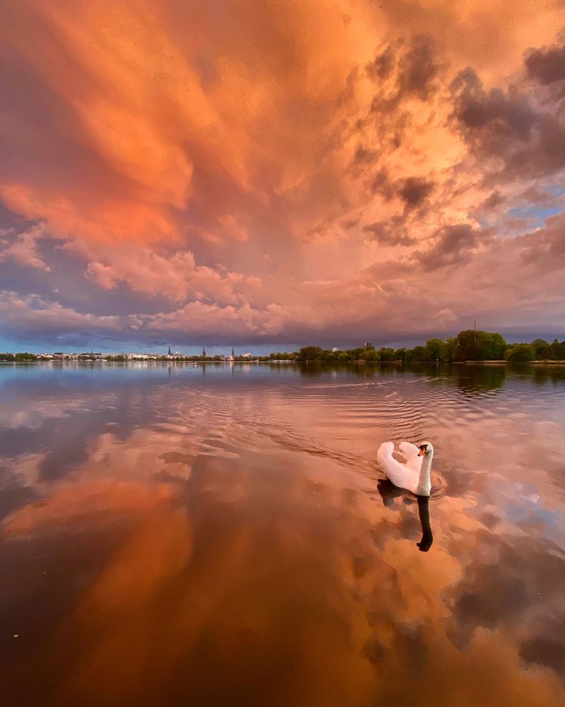 Platz 2: Milena Meyer hat dieses Foto am Fähranleger Uhlenhorst aufgenommen. Alsterschwan und ein stimmungsvoller Himmel.
