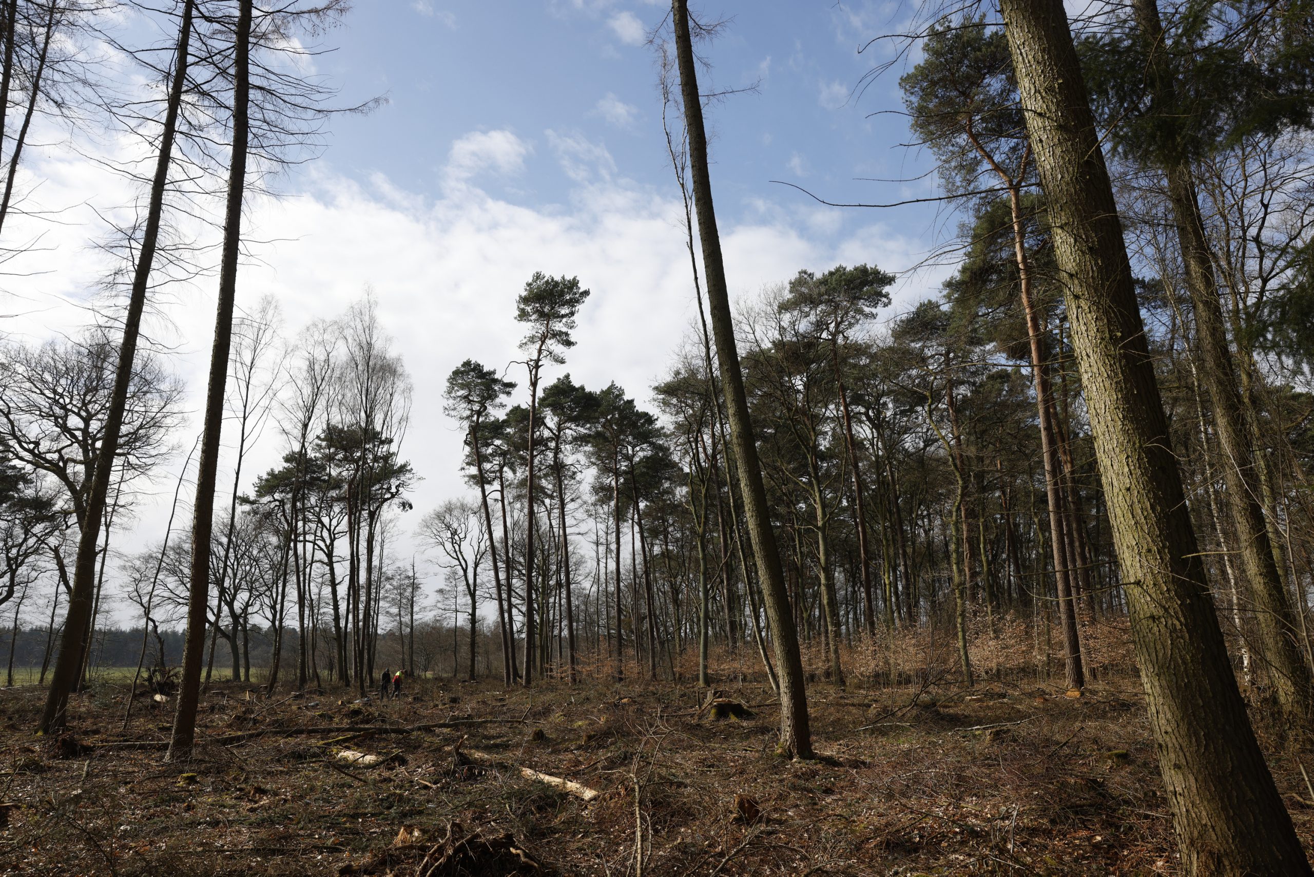 Hamburg macht den Forst Klövensteen mit Umbauarbeiten fit für die Folgen des Klimawandels. (Archivbild)