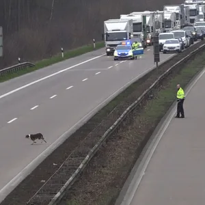 Hund läuft über die Autobahn