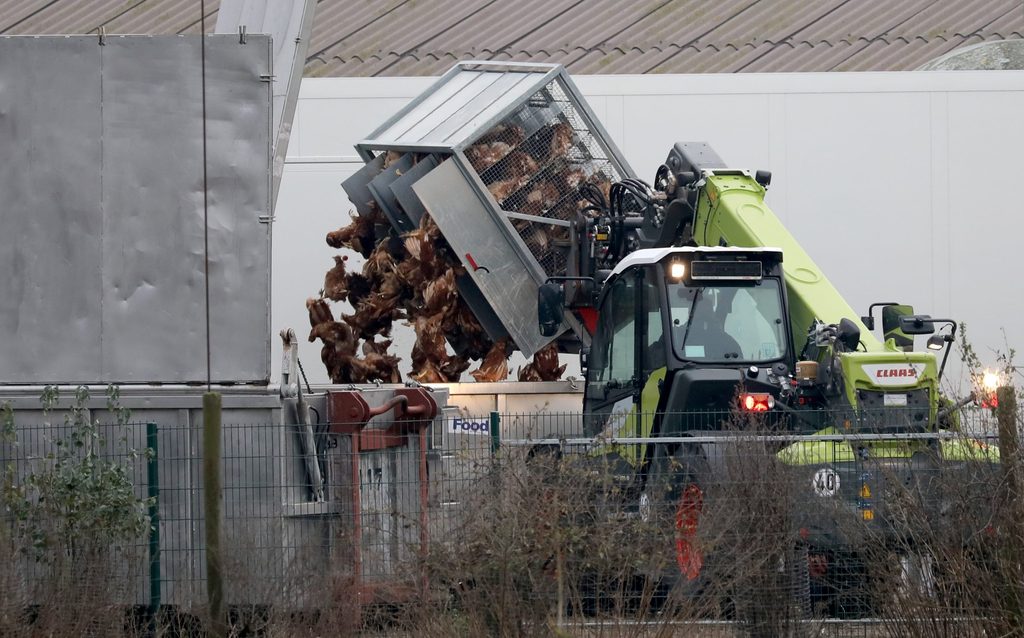 Nach dem Ausbruch der Vogelgrippe mit dem Virus H5N8 in einem Legehennen-Betrieb werden die getöteten Tiere entsorgt.
