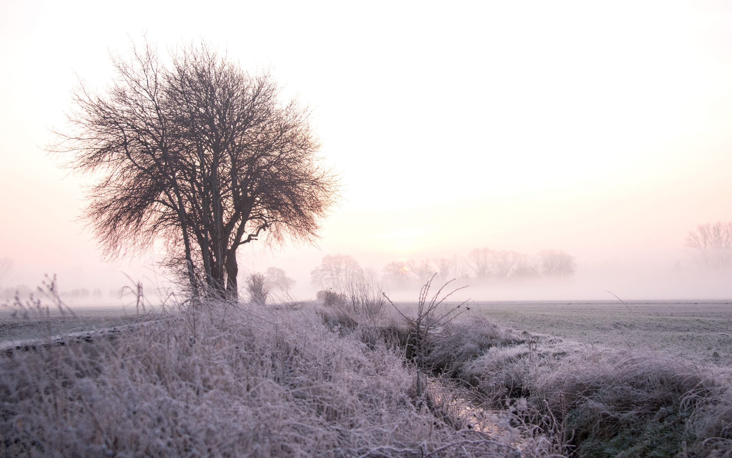 Frostiges Wetter im Hamburger Naturschutzgebiet Boberger Niederung. Nun soll der mit Dioxin belastete Boden im Gebiet komplett abgetragen werden.