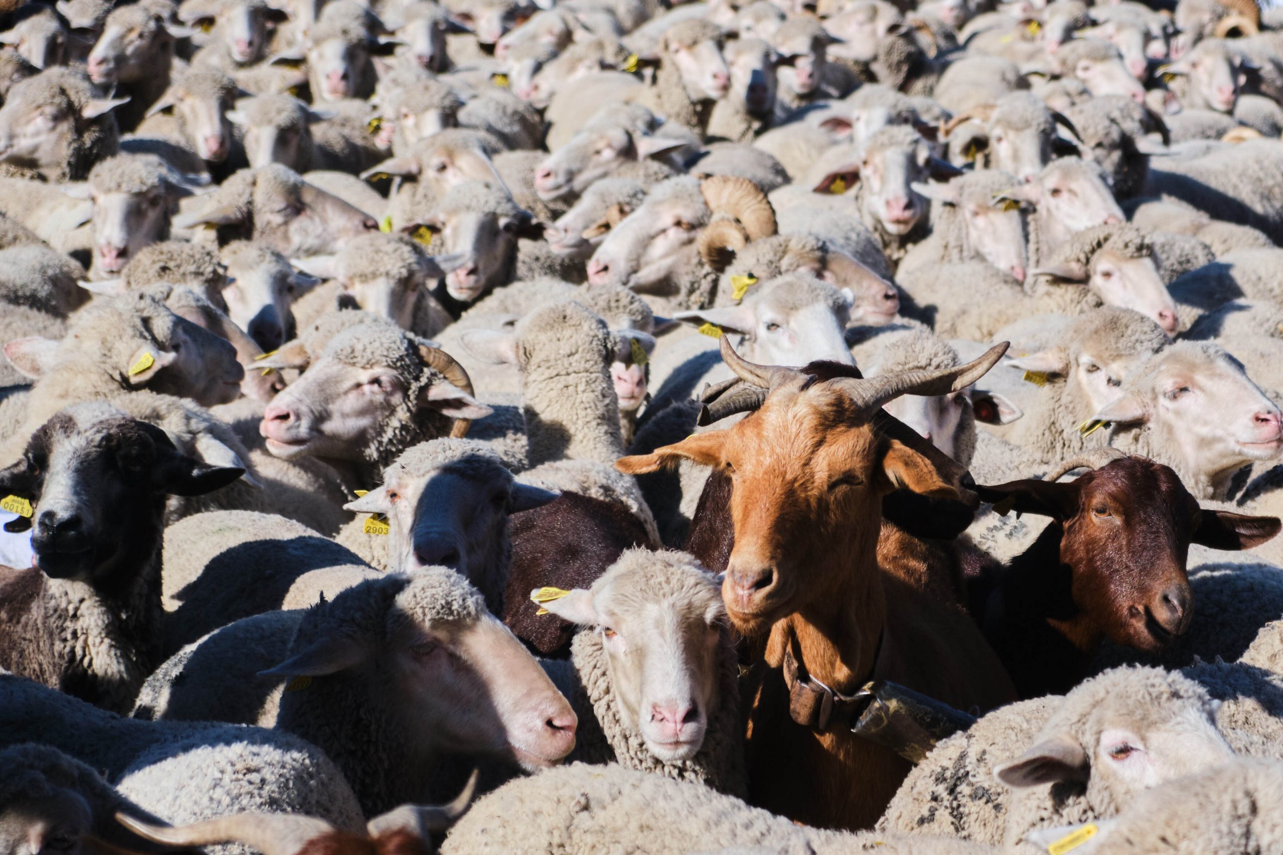 Das Land Niedersachsen unterstützt seit einem halben Jahr die Halter von Schafen und Ziegen mit Prämien. (Symbolbild)