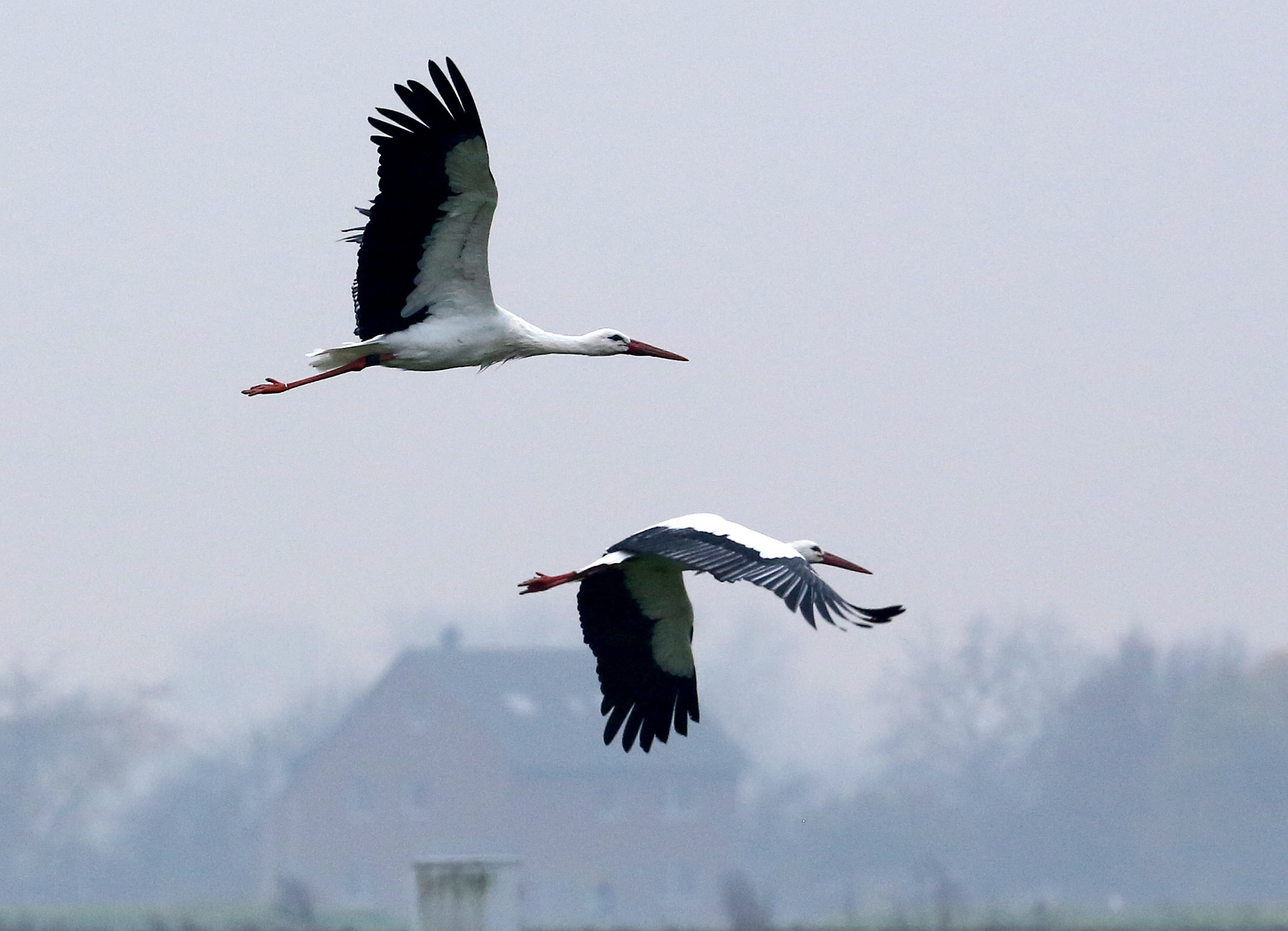 In Mecklenburg-Vorpommern gibt es immer weniger Störche. Grund dafür scheint unter anderem der Klimawandel zu sein.