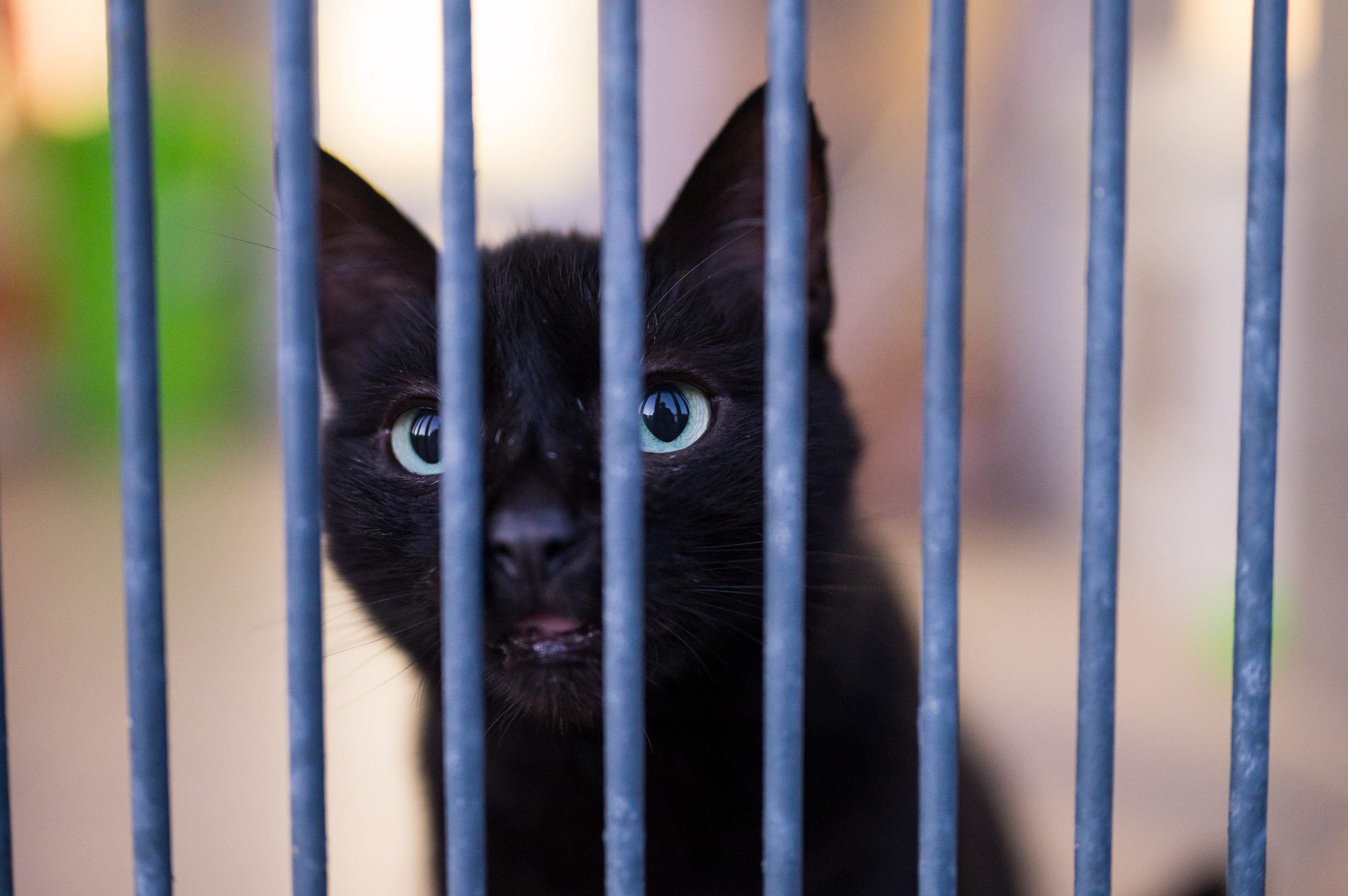 Katze hinter Gitter