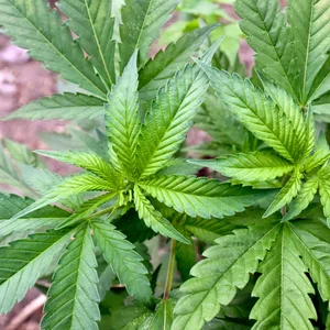 Cannabis Corona