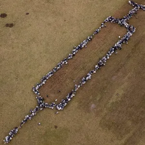 Ungefähr 700 Schafe und Ziege stehen auf einer Grasfläche und bilden die Form einer rund 100 Meter großen Spritze.