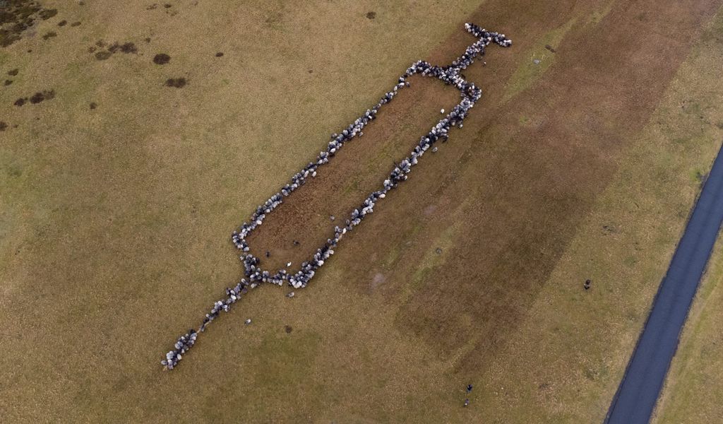 Ungefähr 700 Schafe und Ziege stehen auf einer Grasfläche und bilden die Form einer rund 100 Meter großen Spritze.