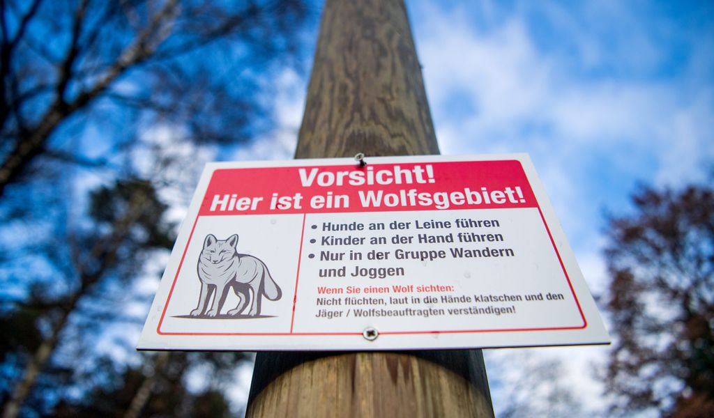 „Vorsicht! Hier ist ein Wolfsgebiet!“ und Verhaltensregeln stehen auf einem Schild, das von unbekannten am Waldrand aufgehängt wurde.