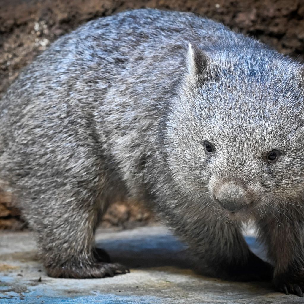 Wombat Cooper aus dem Zoo Hannover