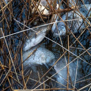 Toten Fische aus dem Kleinen Jasmunder Bodden auf der Insel Rügen liegen am Ufer. (Archivfoto)