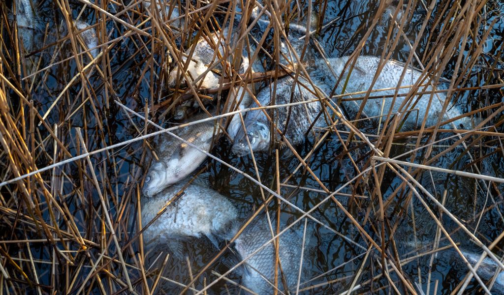 Toten Fische aus dem Kleinen Jasmunder Bodden auf der Insel Rügen liegen am Ufer. (Archivfoto)