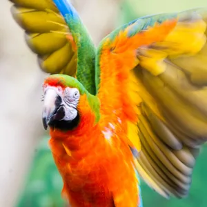 Ein Ara im Zoo Hannover