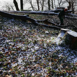 Mitarbeiter eines Garten- und Landschaftsbetriebs zerlegen gefällte Bäume im Hindenburgpark an der Elbe.
