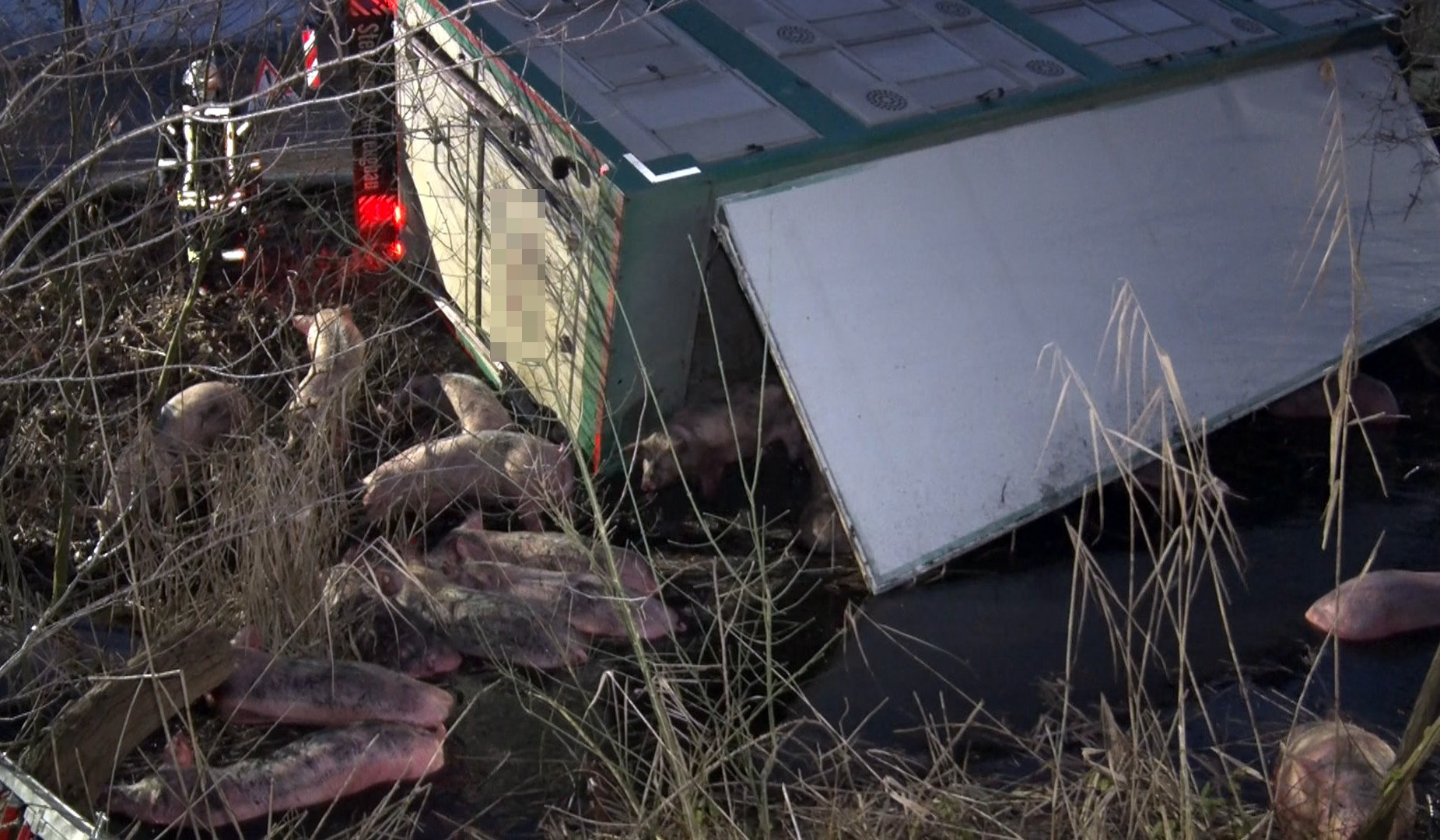 Ein mit Schweinen beladener Lastwagen ist im Emsland in einen Graben gerutscht.