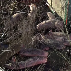 Ein mit Schweinen beladener Lastwagen ist im Emsland in einen Graben gerutscht.