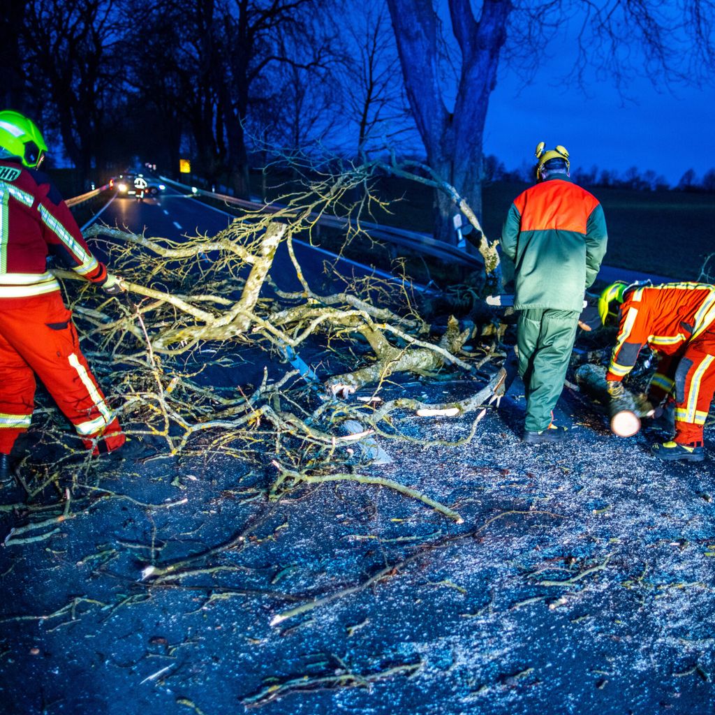Einsatzkräfte der Feuerwehr räumen einen umgestürzten Baum auf der Bundesstraße B 208 weg. 