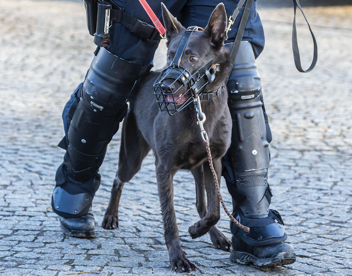 Polizeihund im Einsatz