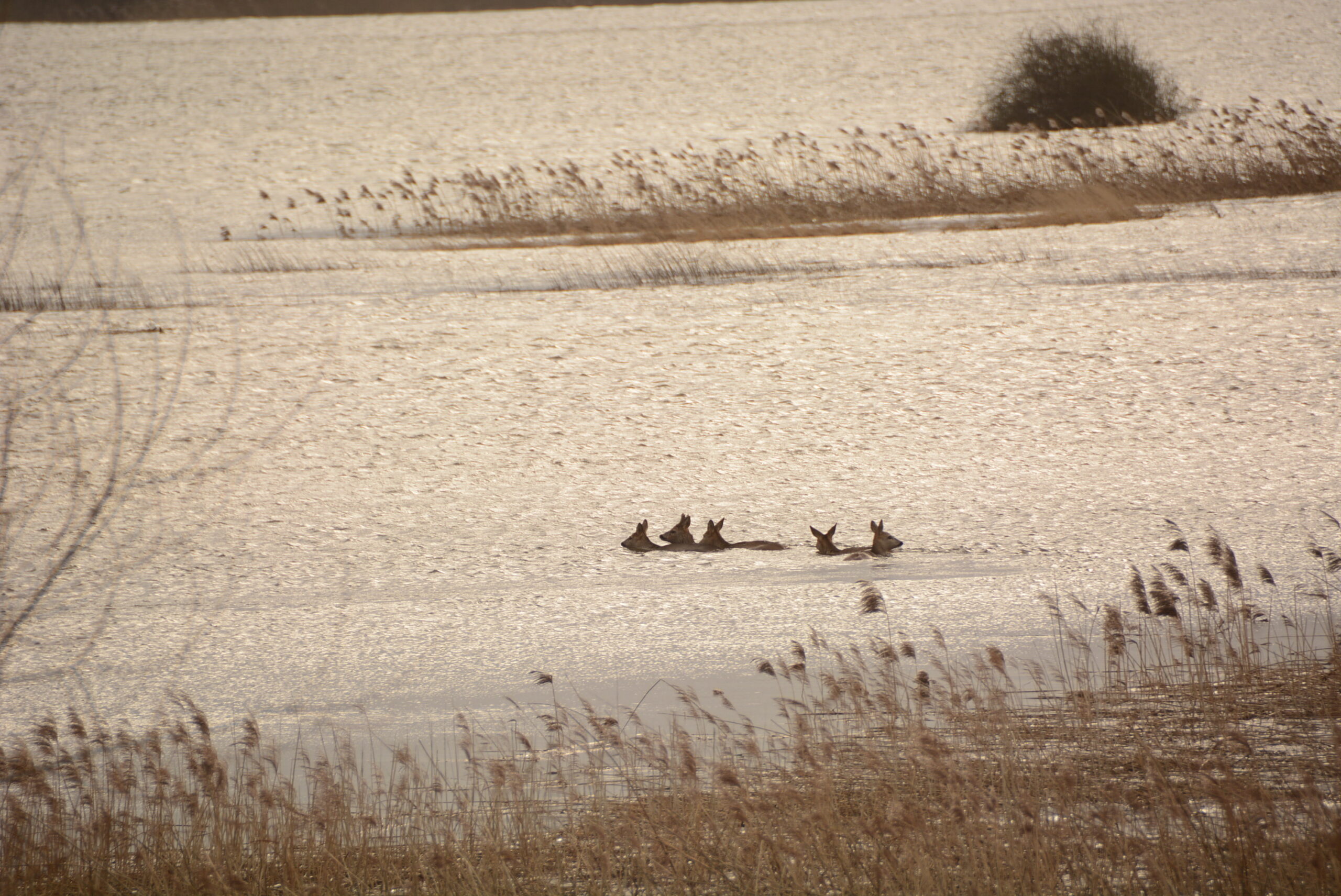 Rehe in Elbe