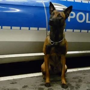 Drogenspürhund „Django“ half den Beamten beim Einsatz in Hamburg.