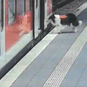Hündin Soley auf ihrem Weg in die S-Bahn.