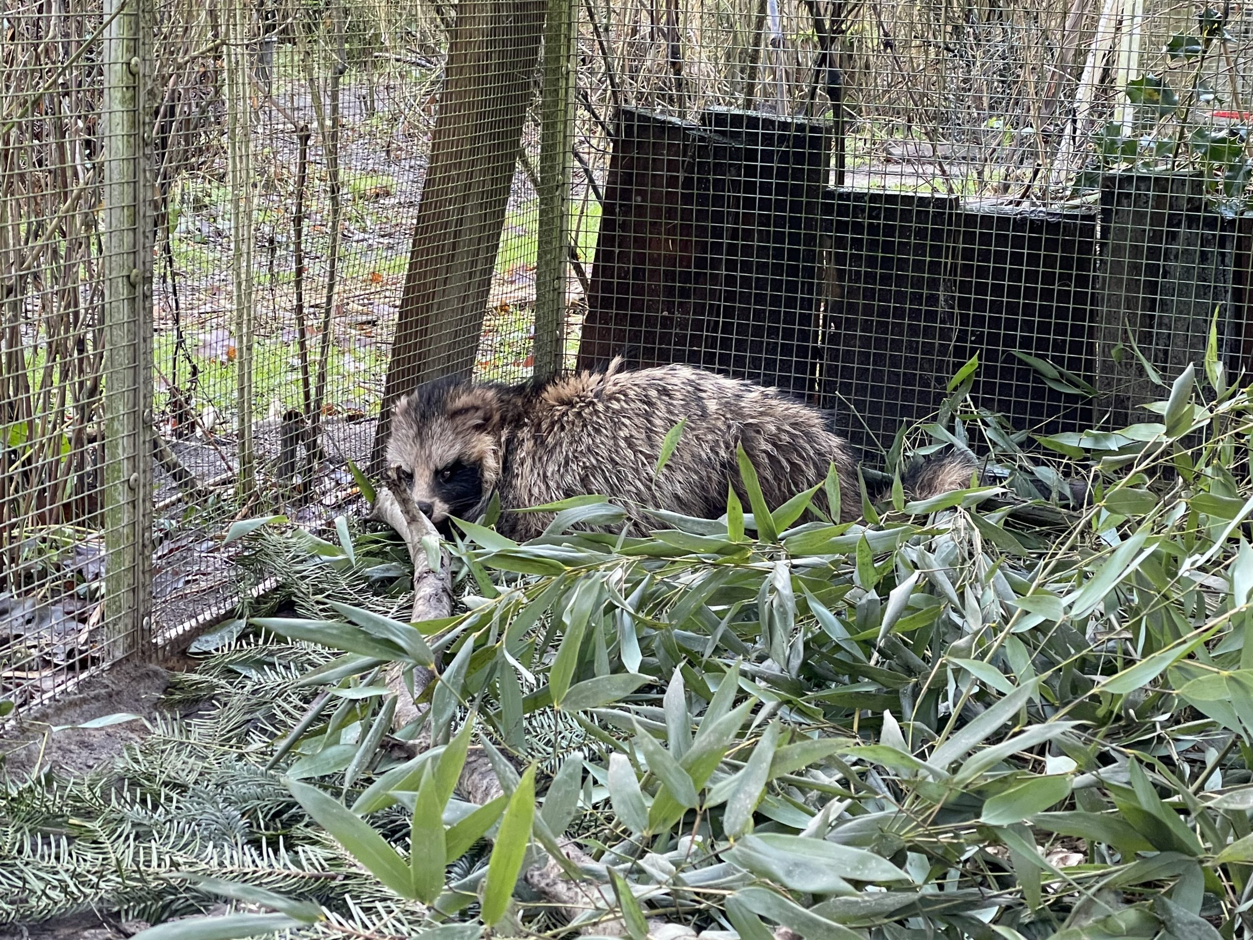 Der Marderhund erholt sich jetzt in der Wildtierstation im Kreis Pinneberg.