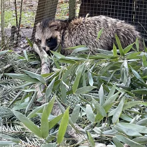 Der Marderhund erholt sich jetzt in der Wildtierstation im Kreis Pinneberg.