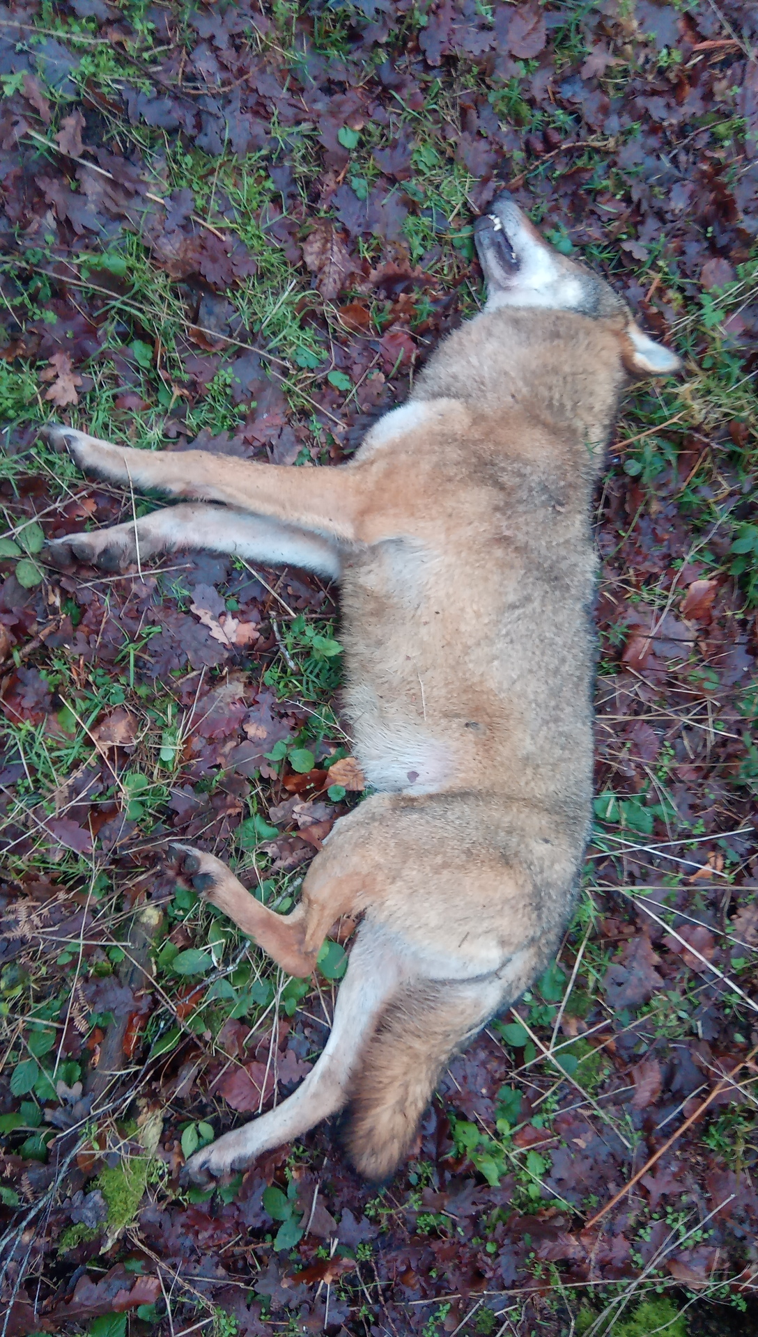 Wolf bei Zusammenstoß mit Auto nahe Wolgast getötet.