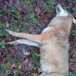 Wolf bei Zusammenstoß mit Auto nahe Wolgast getötet.