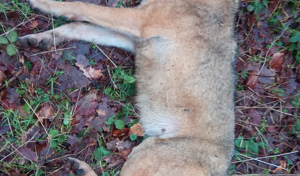 Wolf bei Zusammenstoß mit Auto nahe Wolgast getötet.