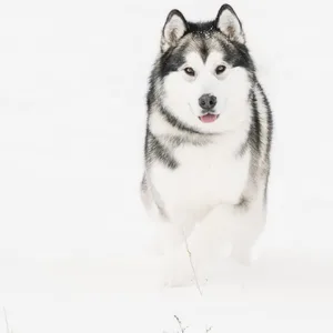 Ein Alaskan Malamute im Schnee. (Symbolbild)