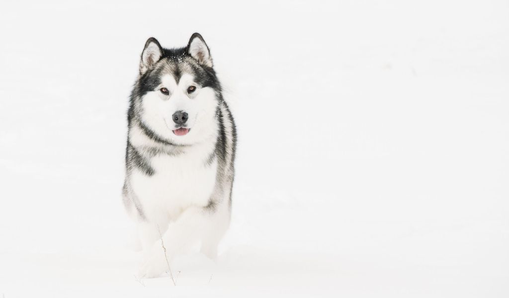 Alaskan Malamute Hund Rettet Mann Im Schnee Vor Erfrieren Mopo