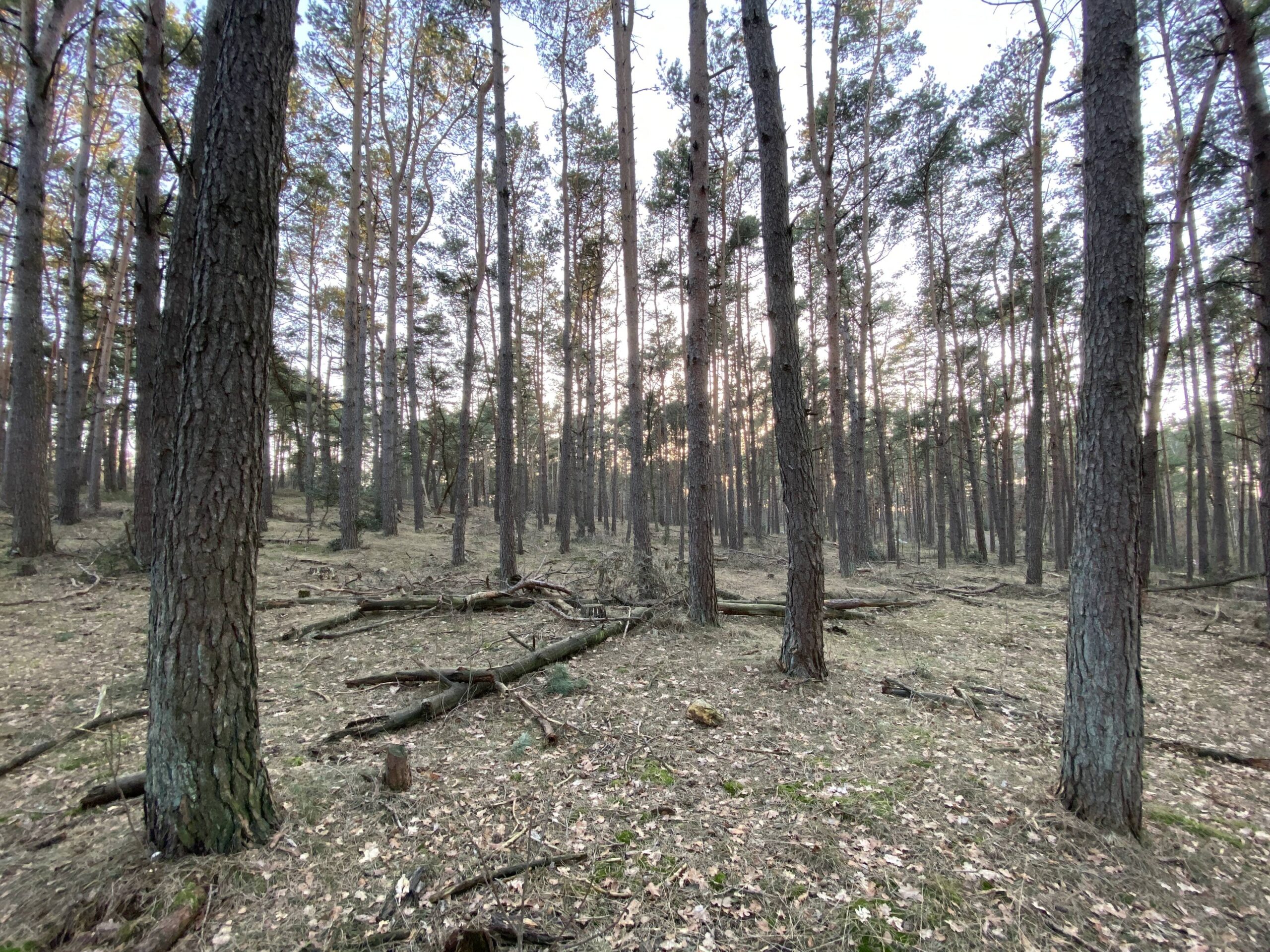 Der Wald bei der Fischbeker Heide im Februar 2021 – derzeit sollte man die Hamburger Wälder aber besser nicht betreten.