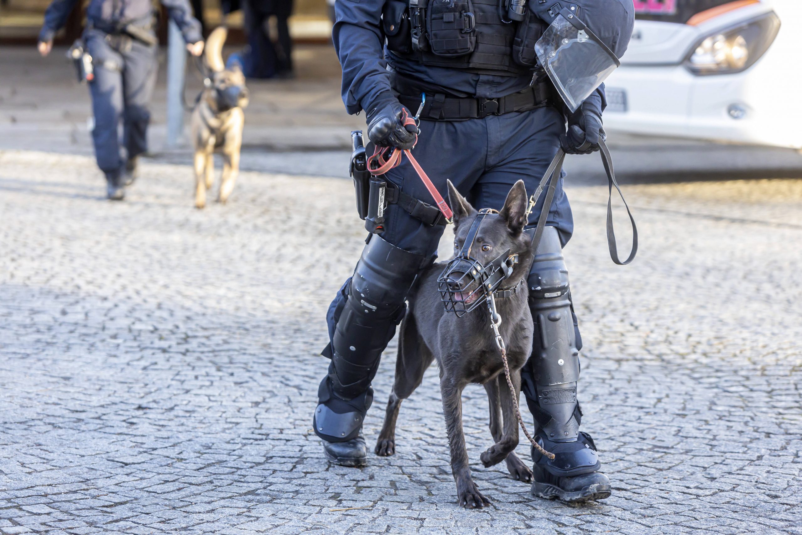 Ein Polizeihund mit Maulkorb und Metall-Halsband.
