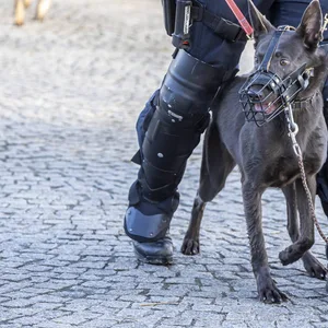 Ein Polizeihund mit Maulkorb und Metall-Halsband.
